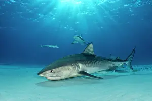 Natural Light Prints: Tiger shark (Galeocerdo cuvier) female