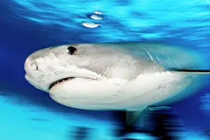 Photographic Effect Prints: Tiger shark (Galeocerdo cuvier) female