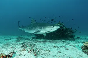 Equipment Prints: Tiger shark (Galeocerdo cuvier) with old fishing hook in the mouth