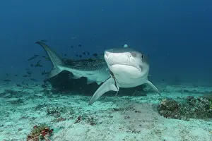 Shark Prints: Tiger shark (Galeocerdo cuvier) with old fishing hook in the mouth