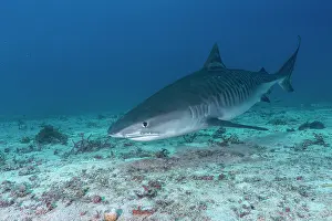 Shark Prints: Tiger shark (Galeocerdo cuvier) portrait