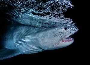 October 2022 Highlights Collection: Tiger shark (Galeocerdo cuvier) swimming close to surface at night, Tiger Beach, Bahamas