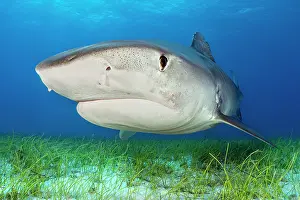 Lilianae Prints: Tiger shark (Galeocerdo cuvier) swimming over Manatee grass (Syringodium filiforme)