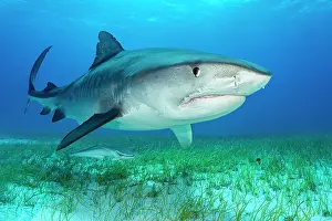 Lilianae Prints: Tiger shark (Galeocerdo cuvier) swimming over Manatee grass (Syringodium filiforme)