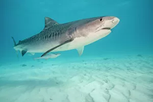 January 2023 Highlights Gallery: Tiger shark (Galeocerdo cuvier) swimming over sandy seabed, Tiger Beach. Bahamas, Atlantic Ocean