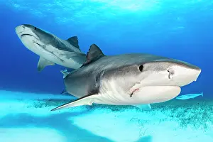 Shark Prints: Two Tiger sharks (Galeocerdo cuvier) swimming over sandy seabed in shallow water