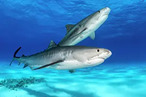 Shark Prints: Two Tiger sharks (Galeocerdo cuvier) swimming over a shallow sand bank