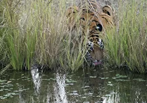 Tigress drinking water (Panthera tigris tigris) hidden in long grass