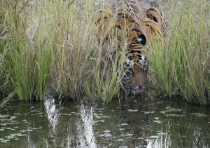 Maharashtra Prints: Tigress drinking water (Panthera tigris tigris) hidden in long grass