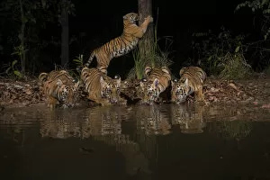 Tigress (Panthera tigris tigris) with her four cubs from Chandrapur district