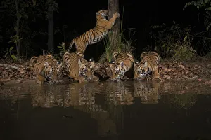 Maharashtra Prints: Tigress (Panthera tigris tigris) with her four cubs from Chandrapur district