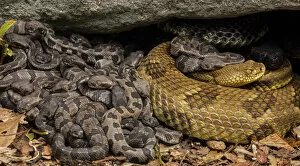Timber rattlesnake (Crotalus horridus) females and newborn young at maternity site