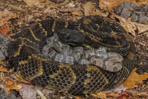 Timber rattlesnake (Crotalus horridus) female with newborn young, Pennsylvania, USA