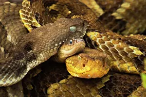 Reptile Prints: Timber rattlesnake (Crotalus horridus) pregnant females at rookery with pregnant Garter snake (Thamnophis sirtalis)