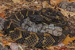 Rattlesnake Prints: Timber rattlesnake (Crotalus horridus) female with newborn young, Pennsylvania, USA