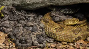 Rattlesnake Prints: Timber rattlesnake (Crotalus horridus) females and newborn young at maternity site
