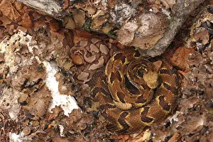 Thermoregulation Prints: Timber rattlesnake (Crotalus horridus) gravid female