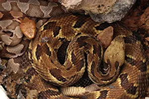 Viper Prints: Timber rattlesnake (Crotalus horridus) gravid female
