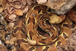 Viper Prints: Timber rattlesnake (Crotalus horridus) gravid female