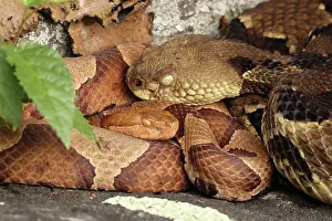Maryland Prints: Timber rattlesnake (Crotalus horridus) gravid female