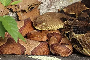 Timber rattlesnake (Crotalus horridus) gravid female and Northern copperhead (Agkistrodon contortrix) female, resting, Maryland, USA. August