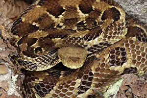 Timber rattlesnake (Crotalus horridus) gravid female resting amongst rocks and leaflitter, Maryland, USA, July