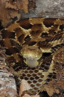 Timber rattlesnake (Crotalus horridus) gravid female resting amongst rocks and leaflitter with head raised, Maryland, USA, July