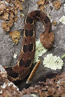 Viper Prints: Timber rattlesnake (Crotalus horridus) gravid female at rookery