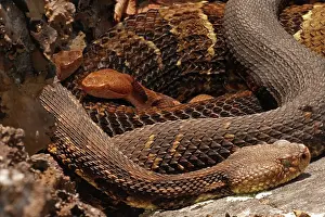 Reptile Prints: Timber rattlesnake (Crotalus horridus) resting with Eastern copperhead (Agkistrodon contortrix)