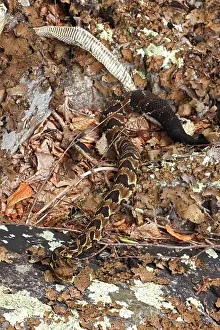 Reptile Prints: Timber rattlesnake (Crotalus horridus) shedding skin at rookery, Maryland, USA. August