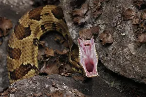 Viper Prints: Timber rattlesnake (Crotalus horridus) stretching mouth after feeding, Maryland, USA. July
