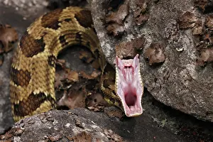 Squamata Prints: Timber rattlesnake (Crotalus horridus) stretching mouth after feeding, Maryland, USA. July