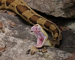 Reptile Prints: Timber rattlesnake (Crotalus horridus) stretching mouth after feeding, Maryland, USA. July