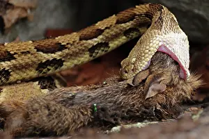 Reptile Prints: Timber rattlesnake (Crotalus horridus) swallowing Eastern cottontail (Sylvilagus floridanus) prey