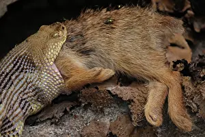 Reptile Prints: Timber rattlesnake (Crotalus horridus) swallowing Eastern cottontail (Sylvilagus floridanus) prey