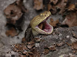 Reptile Prints: Timber rattlesnake (Crotalus horridus) swallowing Eastern cottontail (Sylvilagus floridanus) prey