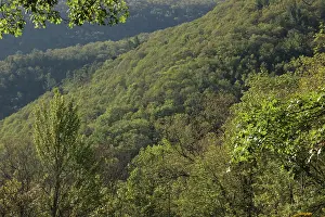 Habitat Prints: Timber rattlesnake habitat in Pennsylvania, USA. September, 2023