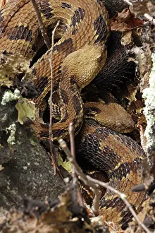 Maryland Prints: Timber rattlesnakes (Crotalus horridus) pair, courtship at rookery, Maryland, USA. July