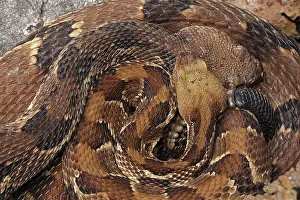 Reptile Prints: Timber rattlesnakes (Crotalus horridus) pair basking together at rookery