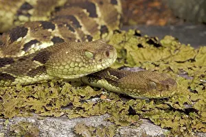 Maryland Prints: Two Timber rattlesnakes (Crotalus horridus) resting amongst lichen covered rocks