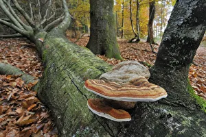 Polyporaceae Prints: Tinder bracket fungus / Hoof fungus / Tinder polypore / Horses hoof (Fomes fomentarius)