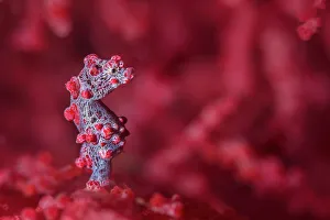 Tiny (10mm) pygmy seahorse (Hippocampus bargibanti) sheltering in seafan (Muricella sp. ) Bitung, North Sulawesi, Indonesia. Lembeh Strait, Molucca Sea