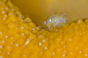 Yellow Gallery: A tiny amphipod (Iphimedia obesa) living on Dead mans fingers soft coral (Alcyonium