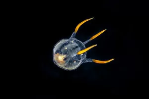 March 2021 Highlights Gallery: Tiny hydrozoa, which is a predatory jellyfish-like animal