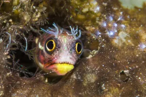Looking Prints: A tiny Revillagigedos barnacle-blenny (Acanthemblemaria mangognatha) peeking out from a crevice