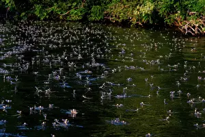 Life Cycles Prints: Tisza mayflies (Palingenia Longicauda) mass emergence on river, River Tisza, Hungary. June