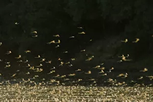 Tisza mayflies (Palingenia longicauda) swarming, Tisza river, Hungary, June 2009=