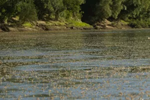 Images Dated 13th June 2009: Tisza mayflies (Palingenia longicauda) swarming, Tisza river, Hungary, June 2009
