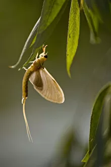 Tisza mayfly (Palingenia longicauda) hanging from a leaf during moult, Hungary, June 2009