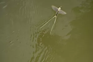 Images Dated 14th June 2009: Tisza mayfly (Palingenia longicauda) taking off from water, Tisza river, Hungary